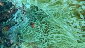 Vertical video of Spine-cheek anemonefishes swimming in their anemone