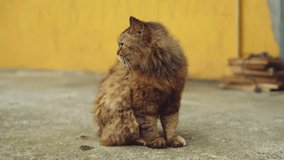 beautiful stray cat look at camera, slow motion