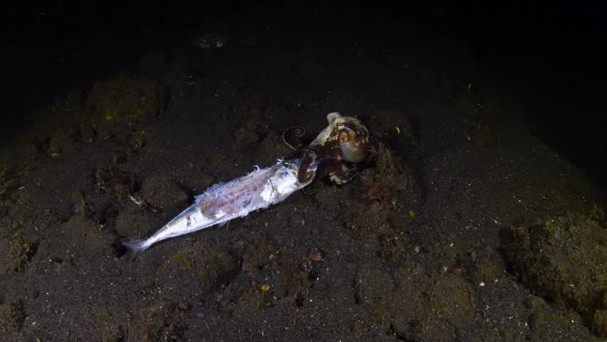 A Coconut Octopus lives in a jar and feeds on a dead fish. Underwater night life of Tulamben, Bali, Indonesia. 