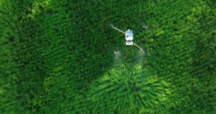 Aerial view of the green rice plantation and agriculture drone are spraying chemicals, 4k video
