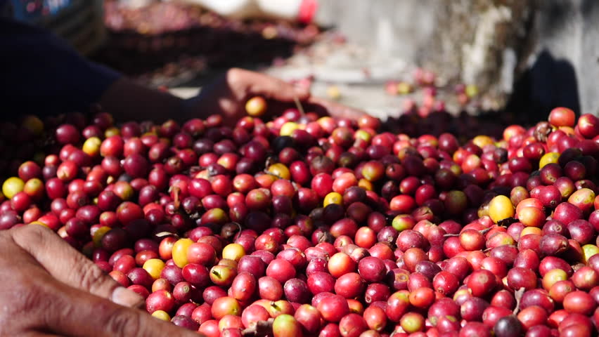 Slow motion of raw coffee beans fall to the ground footage video. | Shutterstock HD Video #1098665177