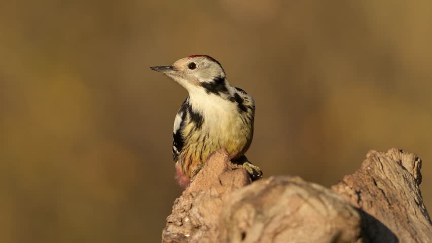 Middle spotted woodpecker bird (Dendrocoptes medius) eating seeds from a wooden trunk at beautiful sunset light.