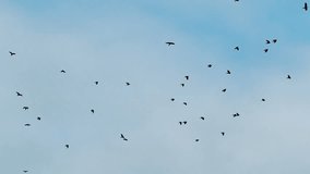 A flock of wild birds flies in the blue sky in slow motion. Wildlife footage.