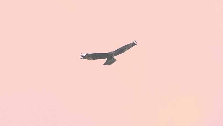 Telephoto close up of eagle flying on sky against pink sunset clear sky
