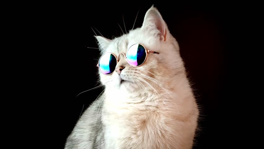Close up of luxurious white cat in blue sunglasses on a black background