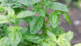 A person harvesting basil. Close up on a woman's hand picking up some fresh basil in the vegetable garden. This is the Genovese basil, also called sweet basil. - Powered by Shutterstock - Get 15% off with code: PIKWIZARD15
