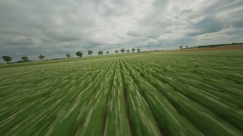 FPV Drone Flower Fields Netherlands Stock Video