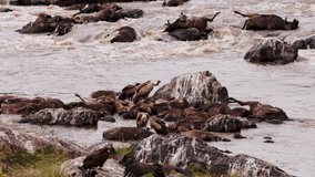 Scavenging vultures eat meat of wildebeest corpses floating in river. Antelope corpses as a result of a deadly migration across a river in Kenya. Unique shots from collection about wildebeest.