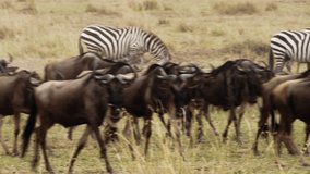 Herd of wildebeest goes past zebras in Kenya. Videos taken during safari. Footage in collection about wildebeest.