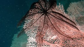 Sea lily plant on coral Gorgonaria undewater on seabed in marine life of Philippine Sea. Macro relaxing video about coral reef and wildlife in undewater sea and ocean life.