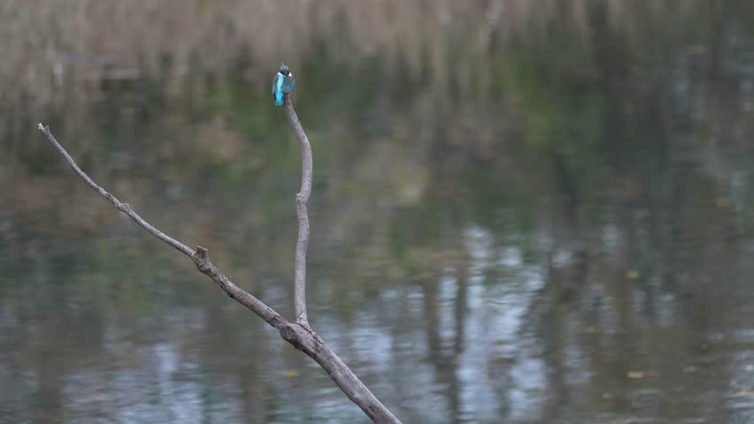 kingfisher is in a pond
