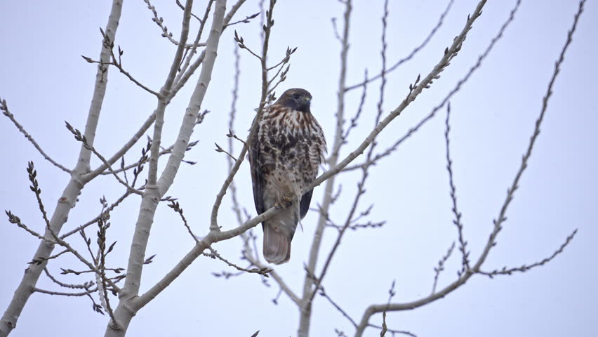 Red-tailed hawk perched in a tree as it snows in winter while it watches for prey as it hunts.