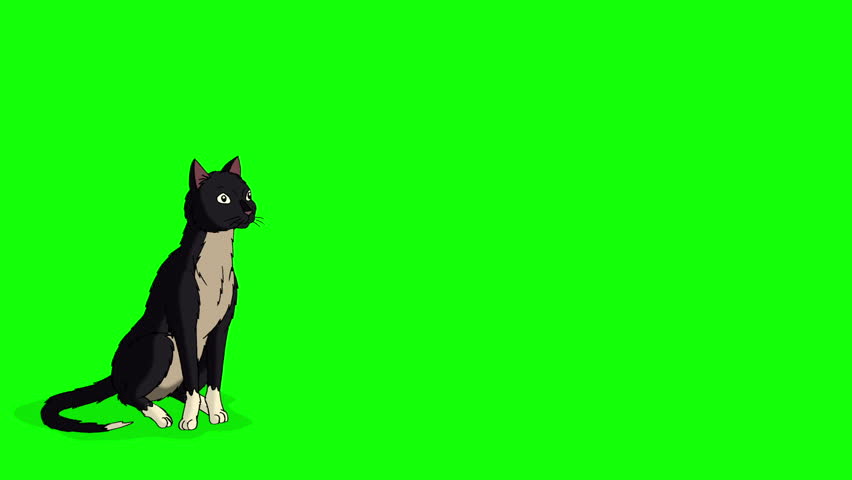 Black Cat gets up and runs away chroma key HD. Handmade animated HD footage isolated on green screen | Shutterstock HD Video #1098696875
