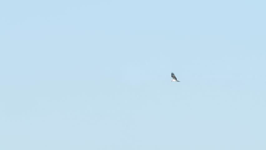 osprey is in a sky