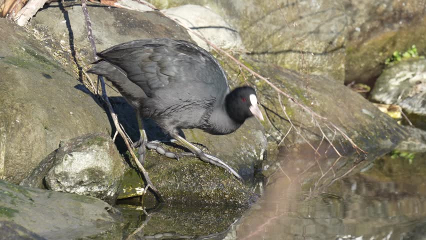 eurasian coot is in a seashore