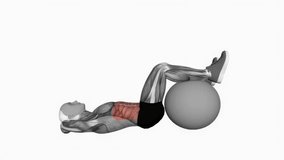 Crunch legs on stability ball fitness exercise workout animation male muscle highlight demonstration at 4K resolution 60 fps crisp quality for websites, apps, blogs, social media etc.