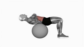 Crunch on stability ball fitness exercise workout animation male muscle highlight demonstration at 4K resolution 60 fps crisp quality for websites, apps, blogs, social media etc.