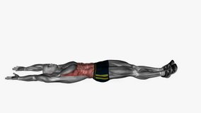 V crunches fitness exercise workout animation male muscle highlight demonstration at 4K resolution 60 fps crisp quality for websites, apps, blogs, social media etc.