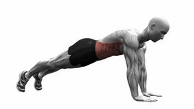 High plank fitness exercise workout animation male muscle highlight demonstration at 4K resolution 60 fps crisp quality for websites, apps, blogs, social media etc.