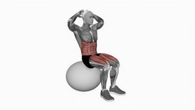 exercise ball sit ups fitness exercise workout animation male muscle highlight demonstration at 4K resolution 60 fps crisp quality for websites, apps, blogs, social media etc.