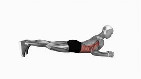 Elbow Push Plank Up fitness exercise workout animation male muscle highlight demonstration at 4K resolution 60 fps crisp quality for websites, apps, blogs, social media etc.