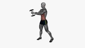 dumbbell diagonal chop fitness exercise workout animation male muscle highlight demonstration at 4K resolution 60 fps crisp quality for websites, apps, blogs, social media etc.