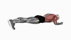 Body Saw Plank fitness exercise workout animation male muscle highlight demonstration at 4K resolution 60 fps crisp quality for websites, apps, blogs, social media etc.