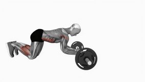 Barbell rollout fitness exercise workout animation male muscle highlight demonstration at 4K resolution 60 fps crisp quality for websites, apps, blogs, social media etc.