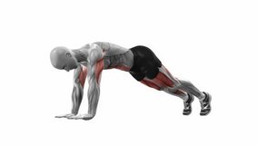 Alternating Plank Lunge fitness exercise workout animation male muscle highlight demonstration at 4K resolution 60 fps crisp quality for websites, apps, blogs, social media etc.