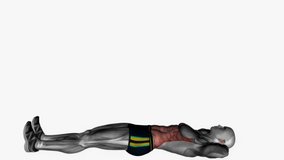 alternating leg lifts fitness exercise workout animation male muscle highlight demonstration at 4K resolution 60 fps crisp quality for websites, apps, blogs, social media etc.