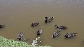 Ducks on a lake at a conservation sanctuary in Victoria Australia - Powered by Shutterstock - Get 15% off with code: PIKWIZARD15