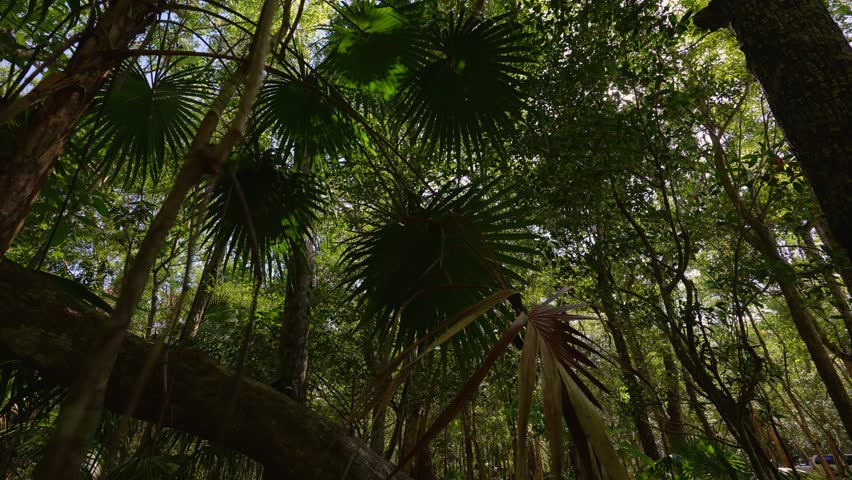 Tropical forest, natural jungles of Mexico. The video was made near the city of Cancun, Mexico. Royalty-Free Stock Footage #1098706091