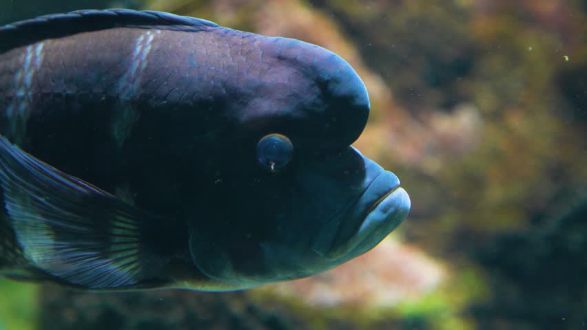 A Close up of a Humphead cichlid fish floating around underwater. | Shutterstock HD Video #1098707345