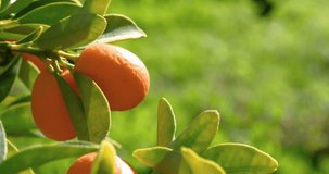 Bunch of fresh ripe kumquats on tree branch swaying in summer breeze at a citrus farm. Close-up 4K resolution video. Sun reflecting on organic fruit surface. Natural food background, copy space.