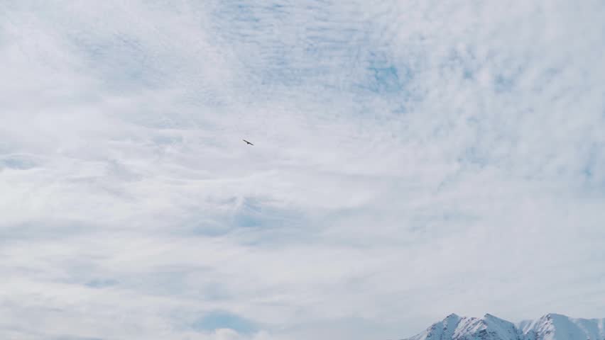 View of the Himalayan eagle flying high up in the sky in front of the clouds at Manali in Himachal Pradesh, India. Eagle soaring high up in the sky. Natural background. Eagle glides in the sky.