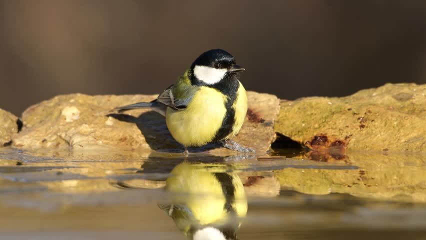 Closeup of Great tit bird (Parus major) bathing in a pond with beautiful reflection.
