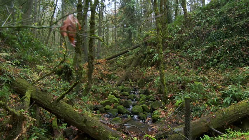 Moving through a lush and beautiful autumn forest in Oregon. Wide shot. Move camera