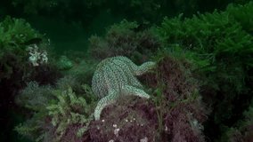 Underwater landscape video in water of New Zealand in Pacific Ocean and floating around inhabitants of the seas. Amazing, beautiful marine life world of sea creatures.