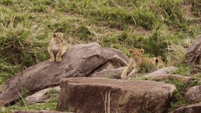 Baby lions cubs are resting on rocks and look around in Kenya. Shooting up close. Majestic cute lovable charming likable animal of feline family on safari. More footage in collection about wild lion.