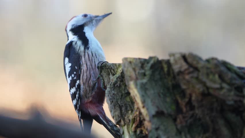 Middle spotted woodpecker (Dendrocoptes medius) collects some seed from bird feeder in the forest
