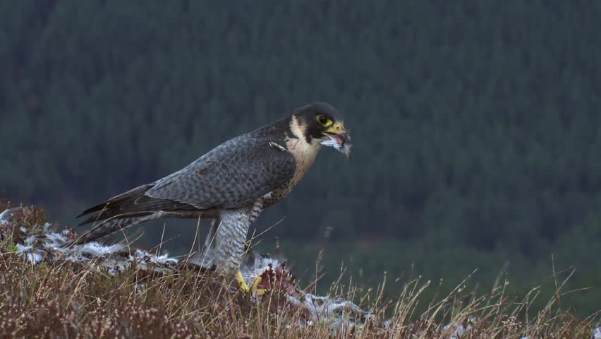 Peregrine Falcon feeding on prey in the scottish highlands, amongst the mountainside heather