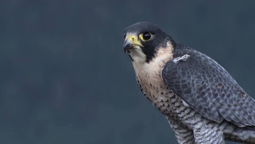 Peregrine Falcon feeding on prey in the scottish highlands, amongst the mountainside heather