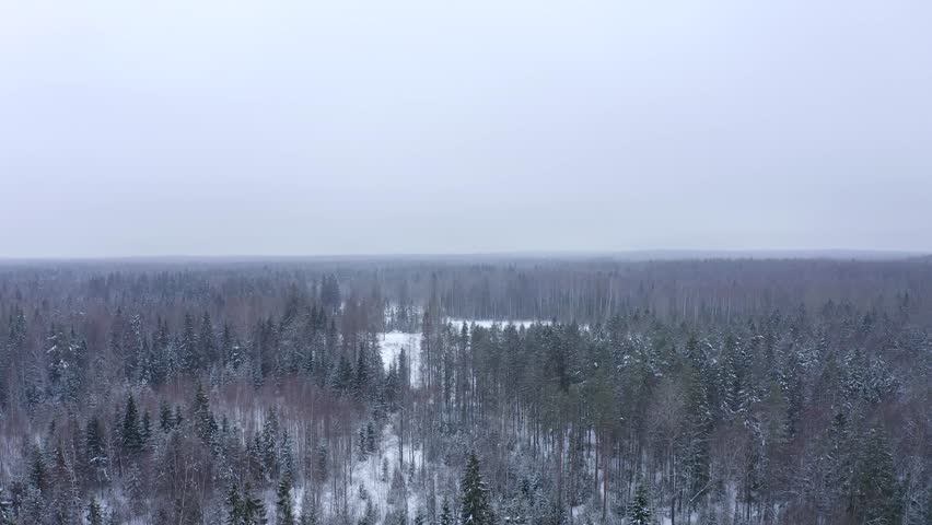 Tilt. View of fog on a cloudy sky and a snowy coniferous forest with treetops covered in snow in winter.