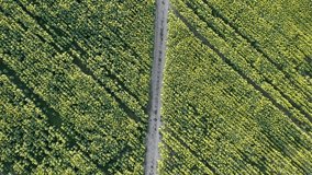 4k video of a drone flying over a field of immature sunflowers. The road goes through the field. The top field looks like a pattern