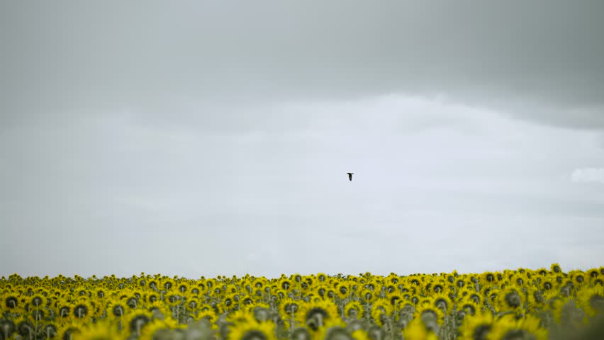 Black large bird of prey flies and soars over bright yellow sunflower field. Predator looking for prey. Dark heavy rain clouds over agricultural landscape. Nature before the rain.