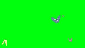 (Green screen animation) Four 2D butterfly characters flying and circling.
Chroma key.