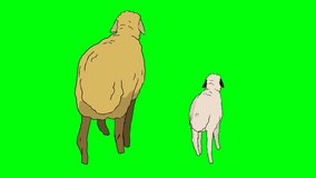 (Green screen animation) Walking cycle of 2D character of a sheep and a lamb from the back angle.
Chroma key.