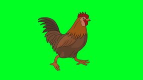 (Green screen animation) Rooster 2D character walking cycle.
Chroma key.