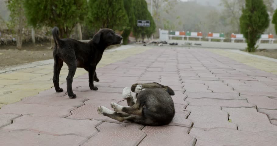 	
Indian Street dogs and village dogs