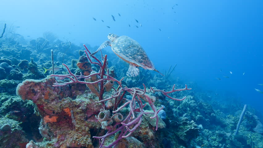 Seascape with Hawksbill Sea Turtle in the Caribbean Sea, Curacao | Shutterstock HD Video #1098730815